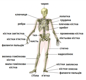 Будова скелета людини — урок. Біологія, 8 клас.